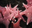 Seastars